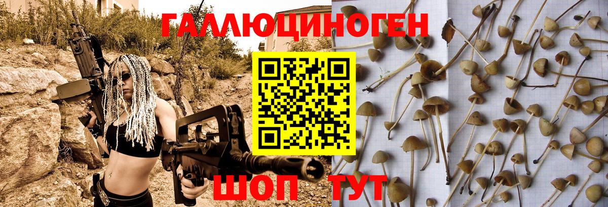 Галлюциногенные грибы Psilocybe Кореновск